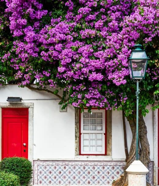 A flowering tree outside of a building.