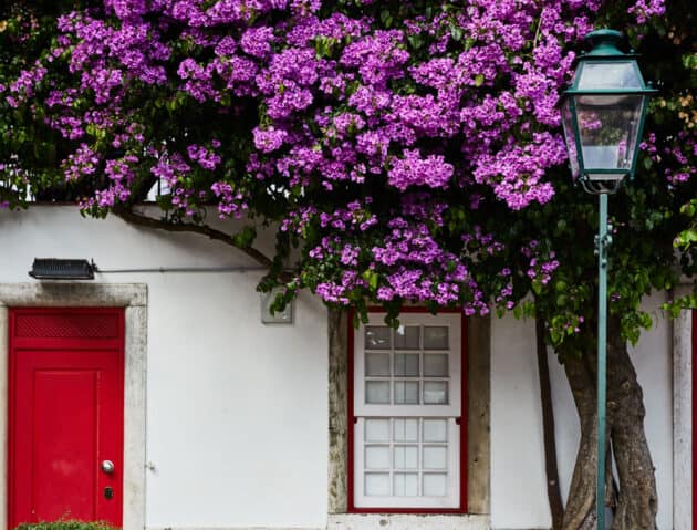 A flowering tree outside of a building.