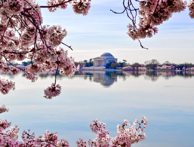 Cherry blossoms by the potomac river.