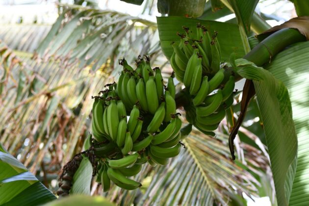 Banana plant in Cape Verde, an Atlantis site.