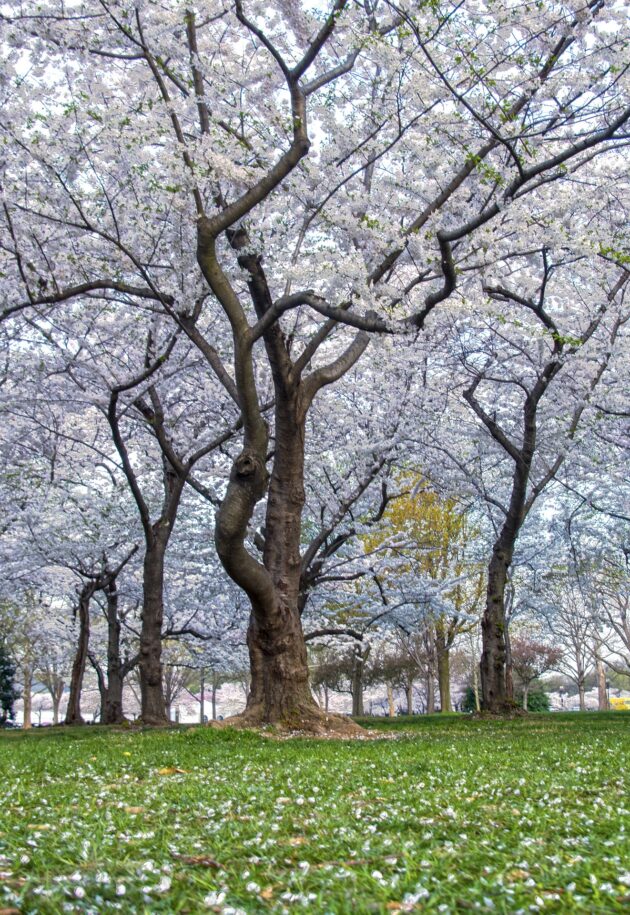 Cherry blossoms in Washington, DC (an Atlantis site).